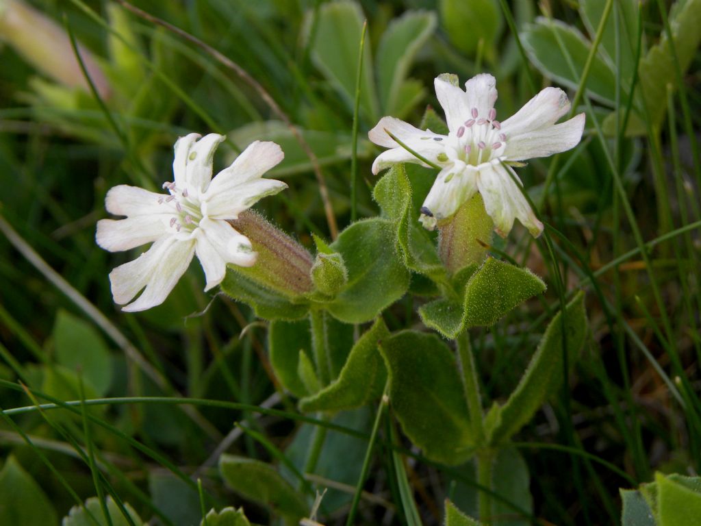 Silene cordifolia All. / Silene a foglie cuoriformi